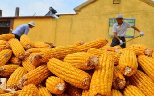 玉米价格上涨的原因2022